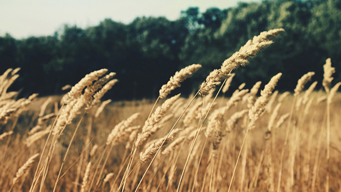 免费网络电话在线使用